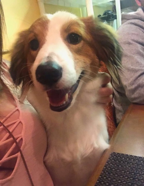 Romy aka Houdini