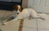 Romy aka Houdini