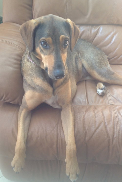 Roxie