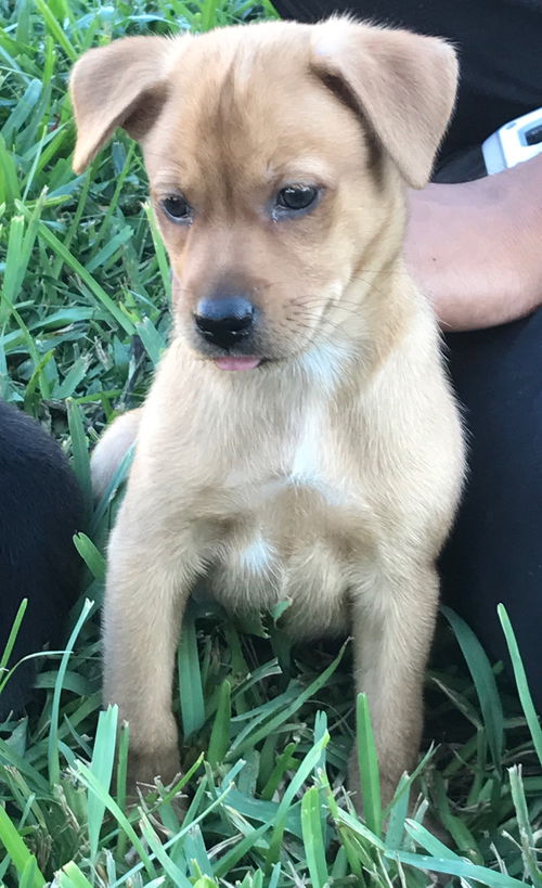 Rocko