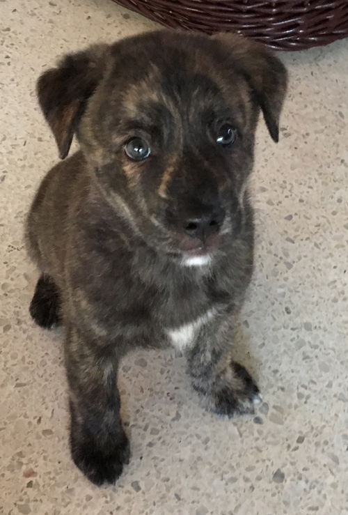 Benny