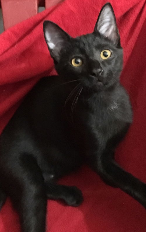 Rolo