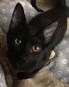 Rolo