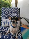 Chiquita