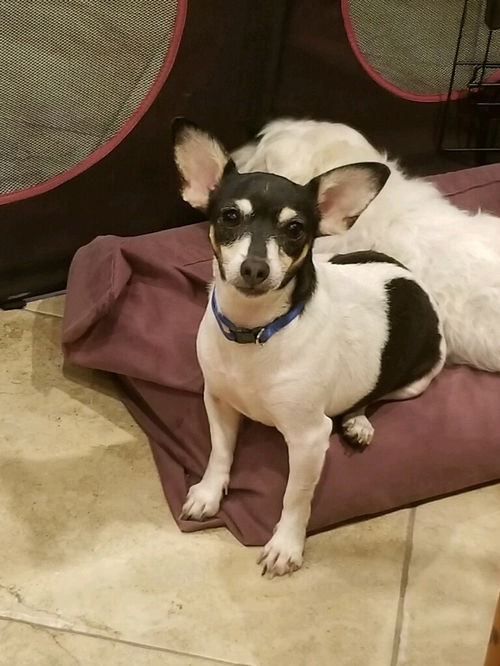 Chiquita