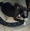 Scullie