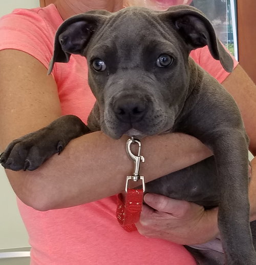 Roxy