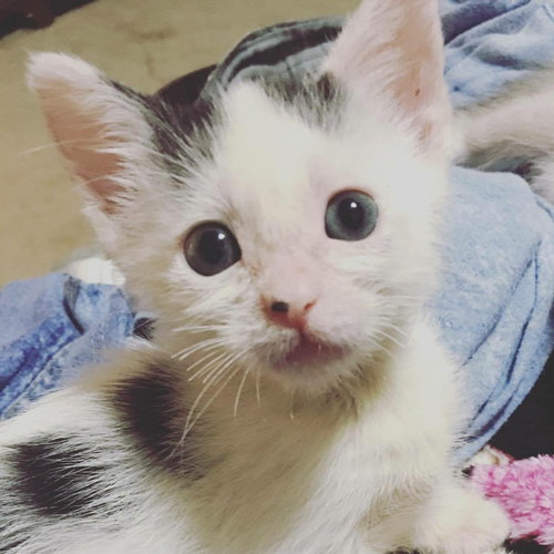 Mia
