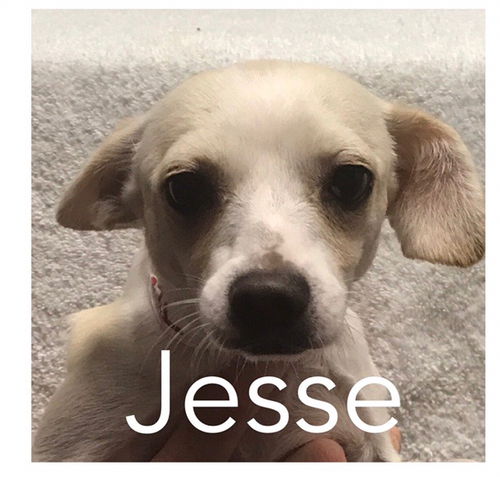 Jesse