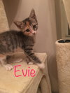 Evie