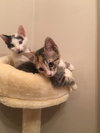Evie