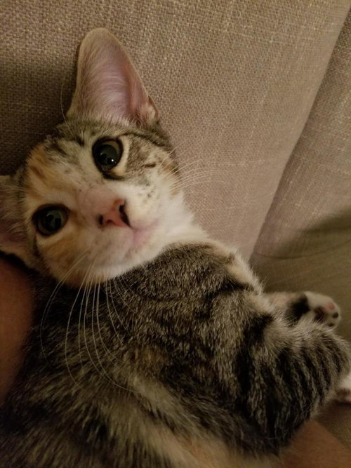Evie