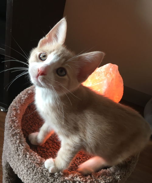 Jasper