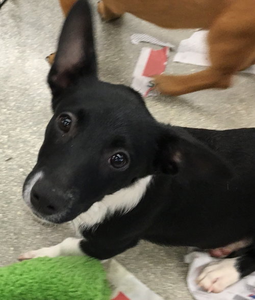 Piper