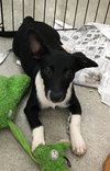 Piper