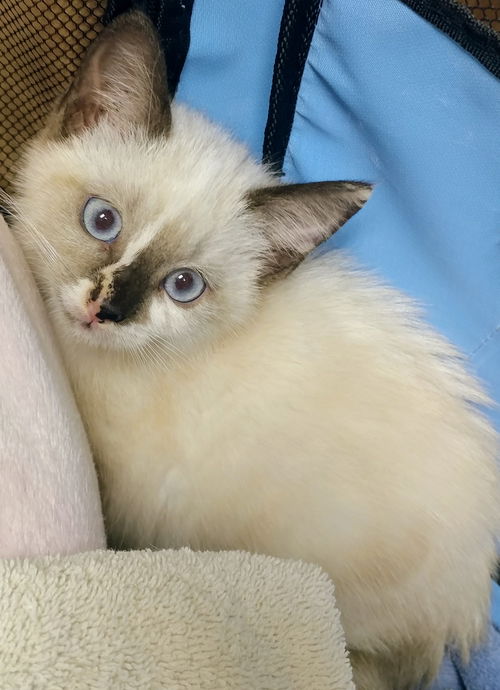 Bellatrix