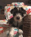 Wilfred