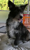 Wilfred