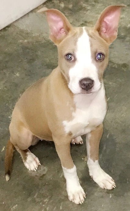 Delilah
