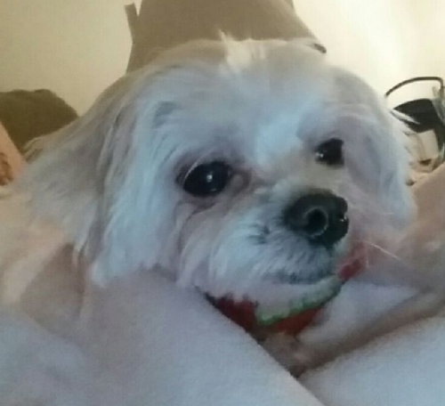 Louie