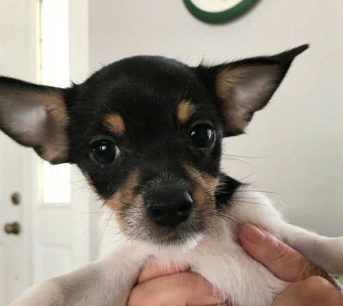 Bonnie
