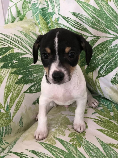 Bowie