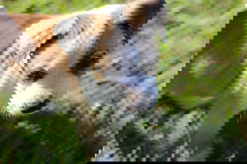 Janet