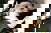 Janet