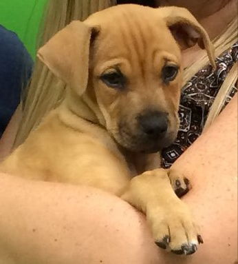 Delilah