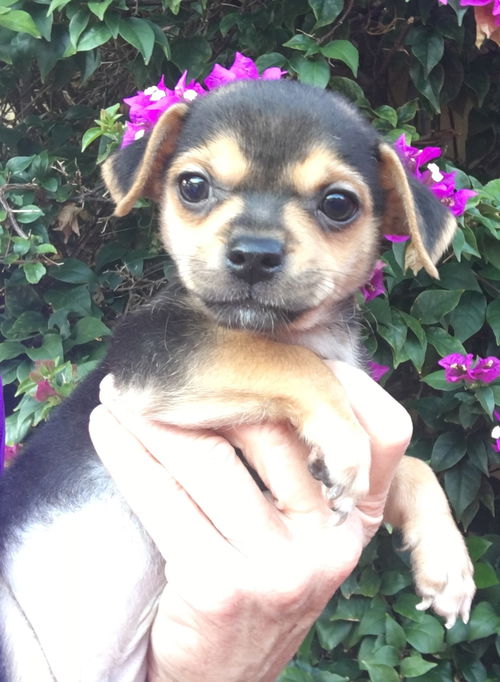 Chico