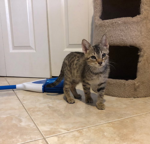 Mischief