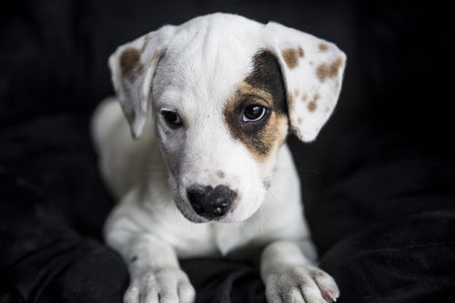 Wishbone