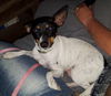 Pepperr