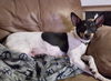 Pepperr
