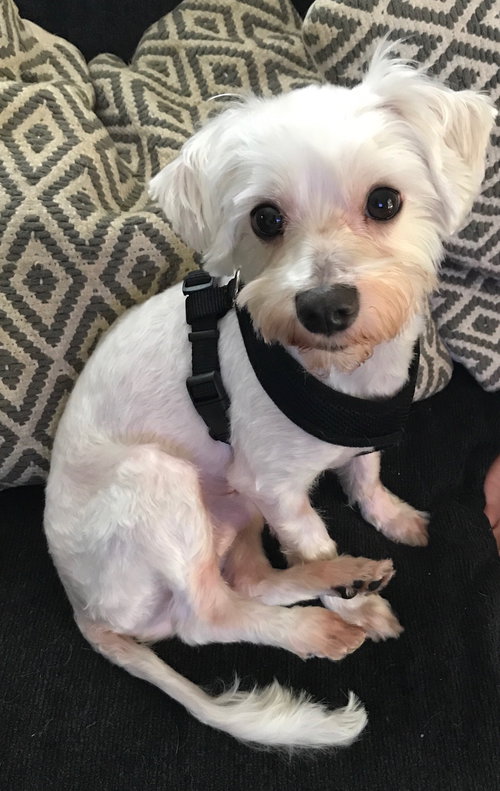 Max