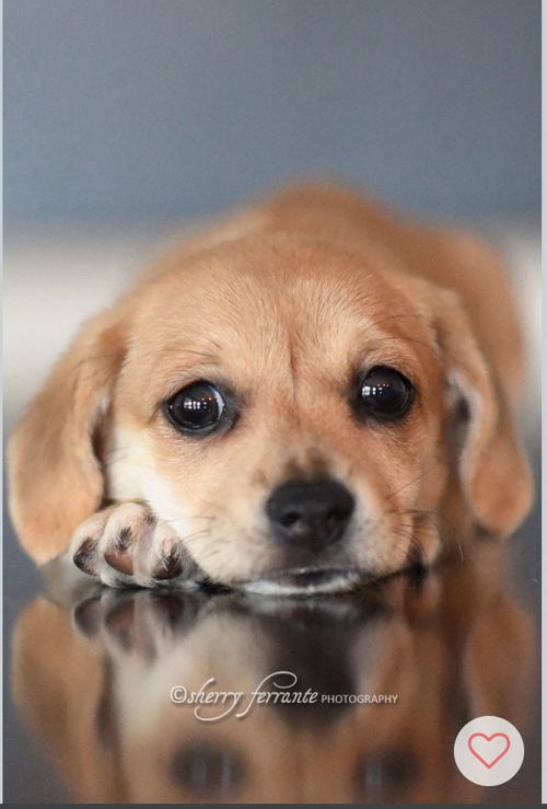 Stevie the beagle
