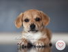 Stevie the beagle