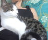 Mimi the Cat