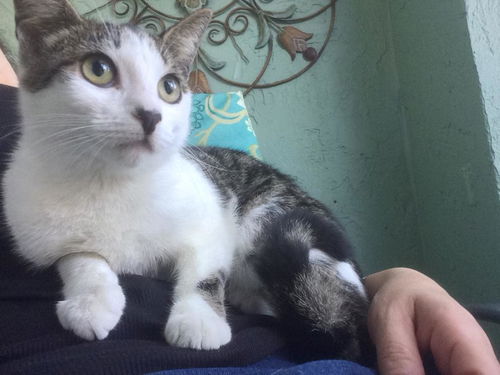 Mimi the Cat