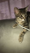 Jax