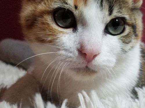 Chloe