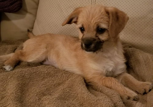 Cinnamon
