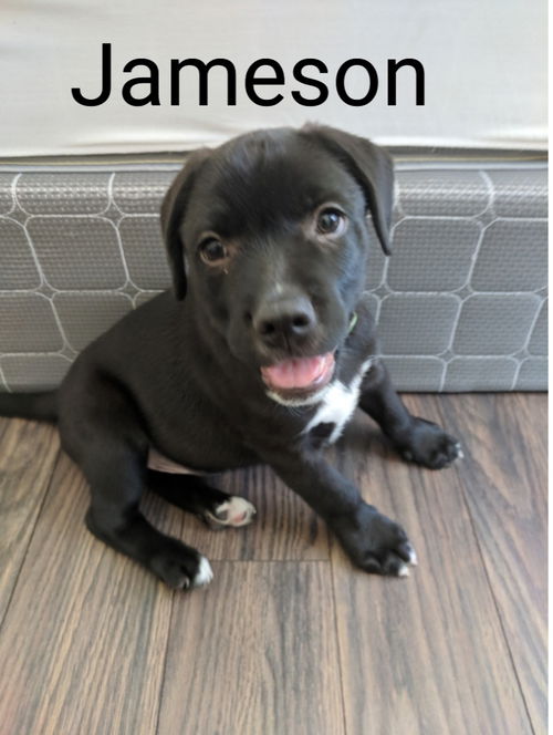 Jameson