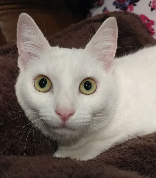 Bianca