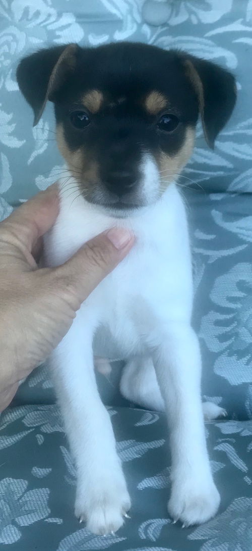 Mortimer