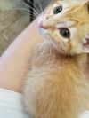 Winston