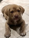 Sir Duke