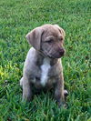 Sir Duke