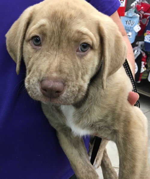 Sir Duke