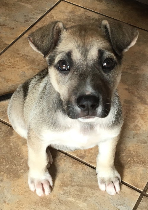 Mimi the pup